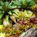 Bromelia