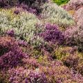 Heideplanten per bloemkleur