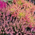 Heideplanten per bladkleur