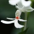 Zomerbollen voor de schaduw