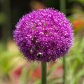 Voorjaarsbollen met paarse en violette bloemen