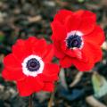 Voorjaarsbollen met rode bloemen