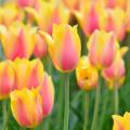 Bloembollen in de aanbieding