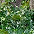 Bloembollen met witte bloemen