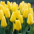 Bloembollen met gele bloemen