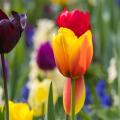 Bloembollen op bloemkleur
