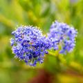 Ceanothus voor de lente