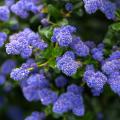 Ceanothus voor droge grond