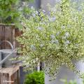 Ceanothus voor potten