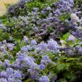 Winterharde Ceanothus