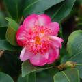 Herfstcamelia - Camellia sasanqua