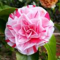 Japanse camelia - Camellia japonica
