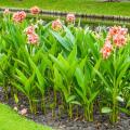 Reuzen-canna's