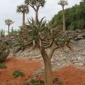 Tuin der Antipoden - Tuintrend 2026