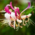 Kamperfoelie - Lonicera