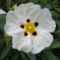 Cistus