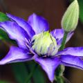 Blauwe Clematis