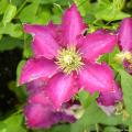Roze Clematis