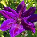 Violette, paarse en purperen Clematis