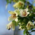 Winterbloeiende Clematis