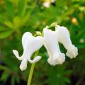 Wit Gebroken hartje - Dicentra spectabilis