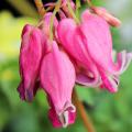Gebroken hartje - Dicentra
