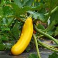 Biologische Courgettes
