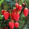 Crinodendron - Lantaarnboom