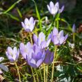 Herfst Crocus