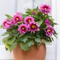 Dahlia's voor potten