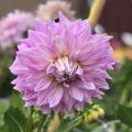 Decoratieve dahlia