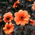 Dahlia's met donker blad