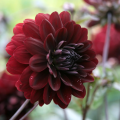 Zwarte Dahlia's