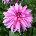 Roze Dahlia's
