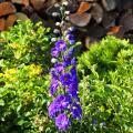 Grote Delphinium
