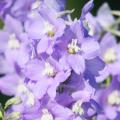 Lila of paarse Delphinium