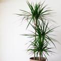 Dracaena - Drakenplant