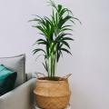 Dypsis - Palmboom