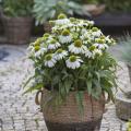 Dwerg Echinacea