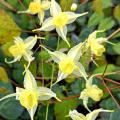 Elfenbloemen - Epimedium