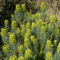 Euphorbia characias - Mediterrane wolfsmelk