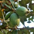 Feijoa - Acca sellowian - Braziliaanse guave / ananasguave