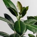 Rubberplant - Ficus elastica