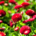 Madeliefje - Bellis