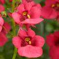 Diascia eenjarig