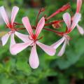 Geurende Geranium