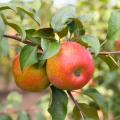 Fruitbomen in de aanbieding