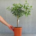 Laagstam fruitbomen