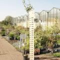 Hoogstam fruitbomen