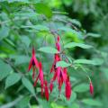 Overblijvende fuchsia